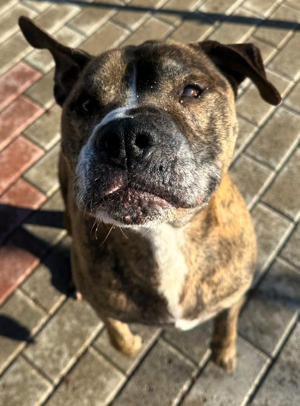 THOR PIT GENTILE Foto 3